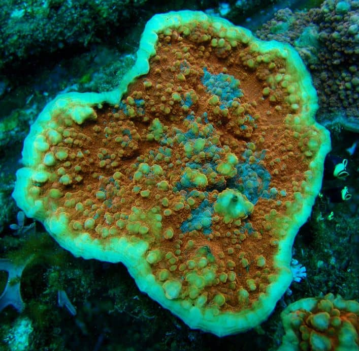 Echinophyllia chalice coral